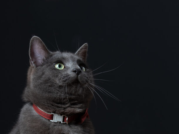 portret van je kat , liefde voor je huisdier